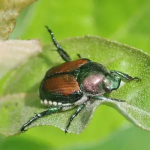 Two Japanese beetles mating on a green leaf