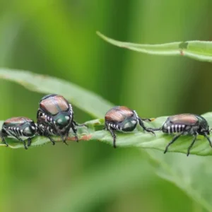 Line of Japanese beetles moving across a leaf
