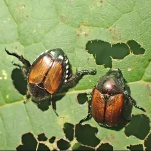Close-up of Japanese beetle with iridescent thorax and striped abdomen