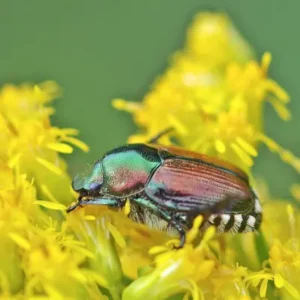 Two Japanese beetles feeding on a leaf with skeletonized damage