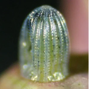 Freshly laid butterfly egg