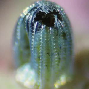 The caterpillar starts to develop visibly within the egg, moving closer to the shell surface. Dark spots indicate the forming head capsule.