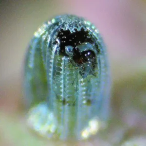 The caterpillar begins breaking through the top of the egg — the dark head is now pressing against the shell, starting to rupture it.