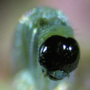 A close-up of the caterpillar’s head emerging from the egg — shiny and black, it pushes through the cracked opening.