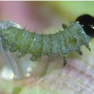 The caterpillar has fully emerged from the egg and begins its journey to feed and grow.