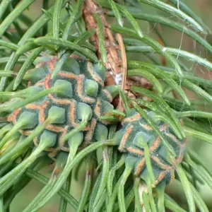 Fresh green Norway spruce gall with pyramid-shaped bumps, surrounded by long spruce needles
