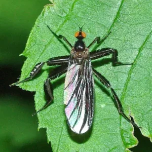A female long tailed dance fly sitting on a leaf