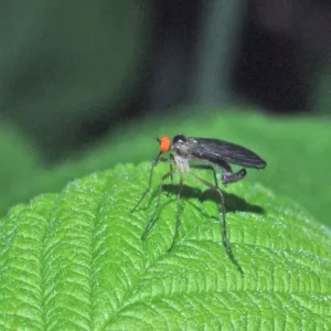 A male long tailed dance fly sitting on a leaf