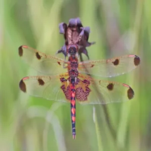 Red calico pennant dragonfly viewed from above on a dried flower