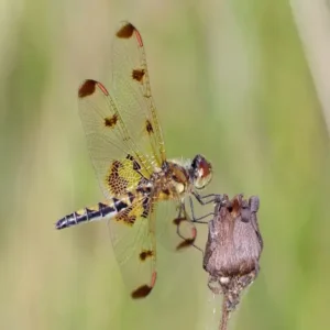 Yellow calico pennant dragonfly on a dried plant