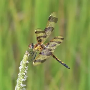 Yellow-and-black dragonfly sitting on a flower spike