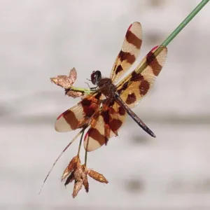 Dragonfly with brown-banded wings perched on a stem