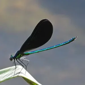 Jewelwing damselfly on a leaf