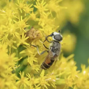 Ambush Bug sitting on a flower