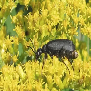 A blister beetle