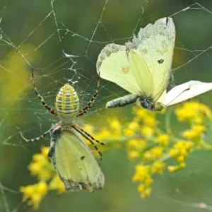 An orb-weaver spider in its web with two pale yellow butterflies trapped in the strands, goldenrod flowers blurred in the background.