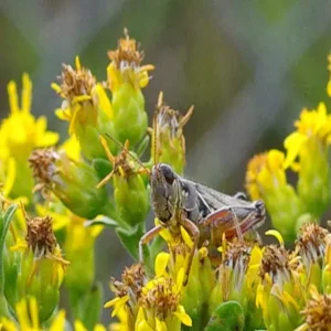 Grasshopper