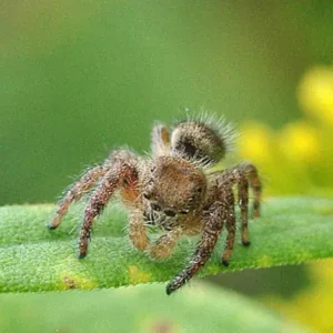 A jumping spider