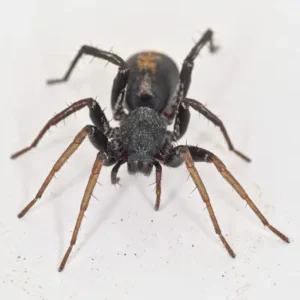 redspotted spider antmimic