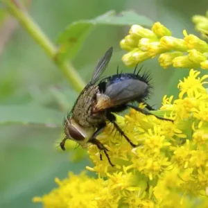 Tachinid fly