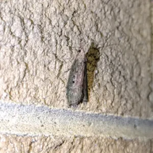 A small gray moth resting on a textured wall