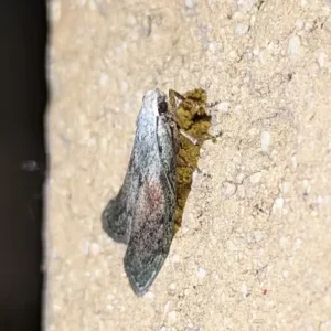 Side view of a gray moth on a stucco wall