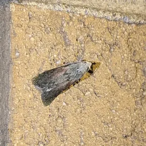 A gray moth with folded wings on a tan wall.