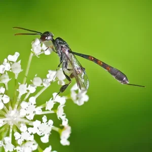 Carrot Wasp on a flower
