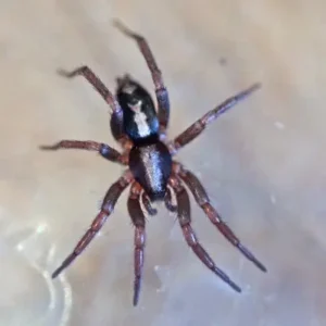 Eastern Parson Spinder on a web