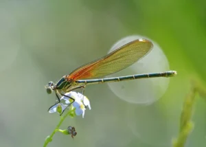 American Rubyspot Damsel