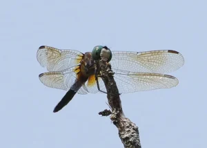 Blue Dasher