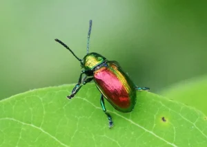 Dogbane Leaf Beetles