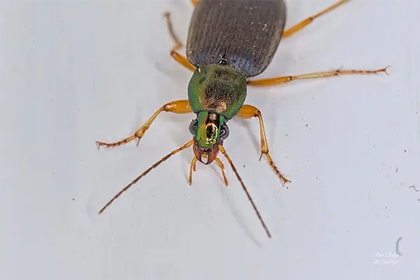 tri-colored harp ground beetle up close
