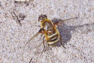 Bee fly