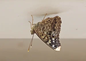 Hackberry Emperor Butterfly