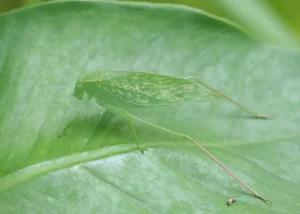 Oblong Winged Katydid