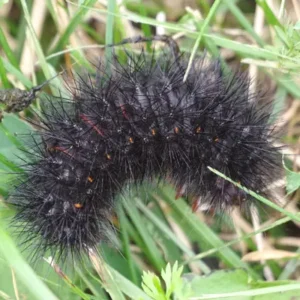 Black leopard moth on grass