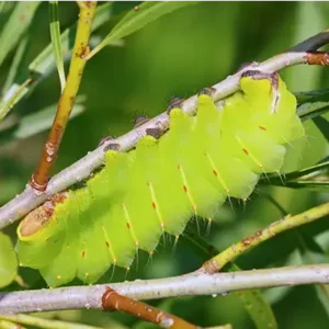 Polyphemus moth caterpillar
