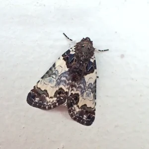 Tufted Bird Lime/Bird-Dropping Moths