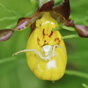 Crab Spider