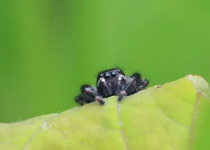 Jumping Spider