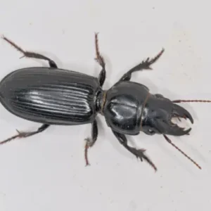 Close-up of a Scarites ground beetle’s head