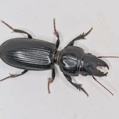 Long-jawed Pedunculate Ground Beetle