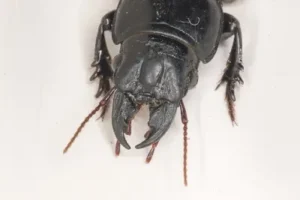 Top-down view of a shiny black ground beetle (Scarites)