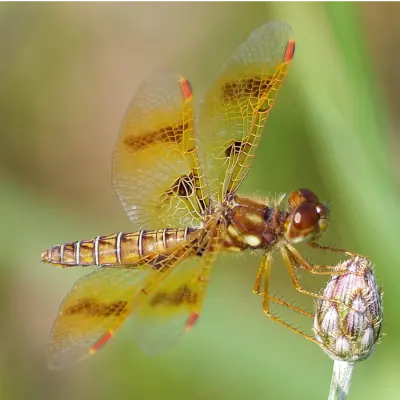 Eastern Amberwing Redux