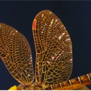 Close-up of golden Eastern Amberwing wings