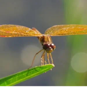 Male Eastern Amberwing perched on a green leaf
