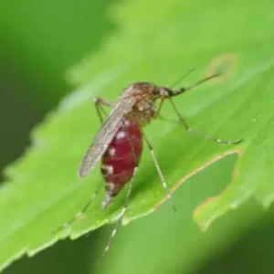 mosquito resting on a green leaf