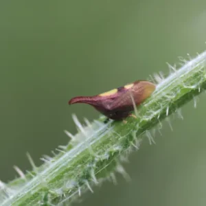 lady gaga treehopper