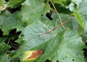 walking stick bug on the leaf branch